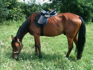 J2 - 1ère sortie avec Guaran en longe - tapis et selle acceptés - me suit avec une légèreté encore jamais sentie avec un autre cheval!