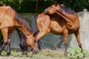 J4 - Guaran et les mouches ...