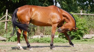 J4 - Comme si les mouches étaient faites pour entretenir la souplesse du cheval!