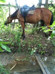J10 - par contre Guaran se bloque devant ce petit ruisseau!! qu'il finira par passer grâce à une pomme flottant dans l'eau et qu'il retraversera en sautant!